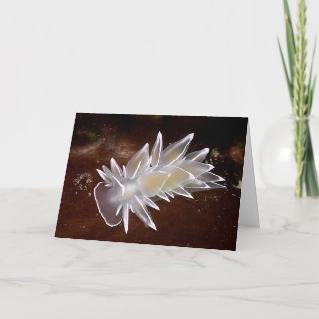 Alabaster Nudibranch - Cards (Front)