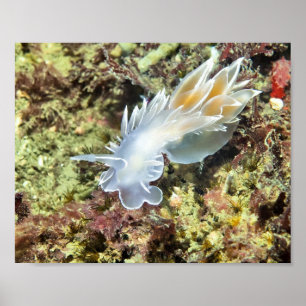 Alabaster Nudibranch - Fine Art Print