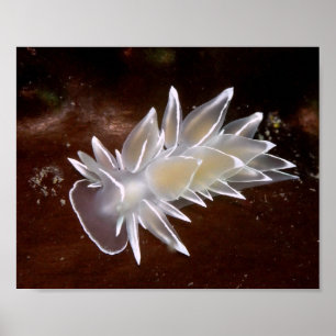 Alabaster Nudibranch - Fine Art Prints