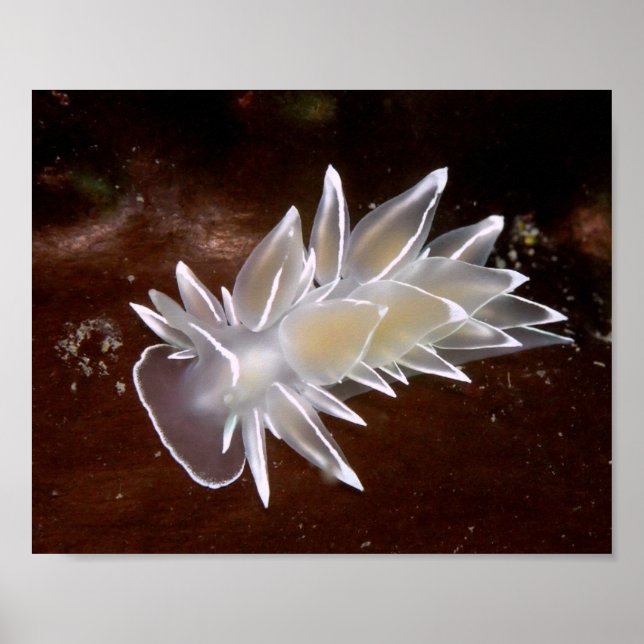 Alabaster Nudibranch - Fine Art Prints (Front)