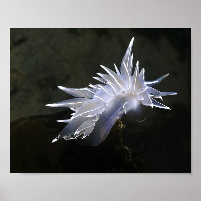 Alabaster Nudibranch Poster (Front)