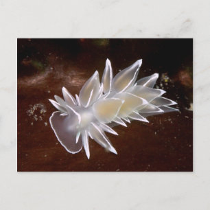 Alabaster Nudibranche - Carte postale