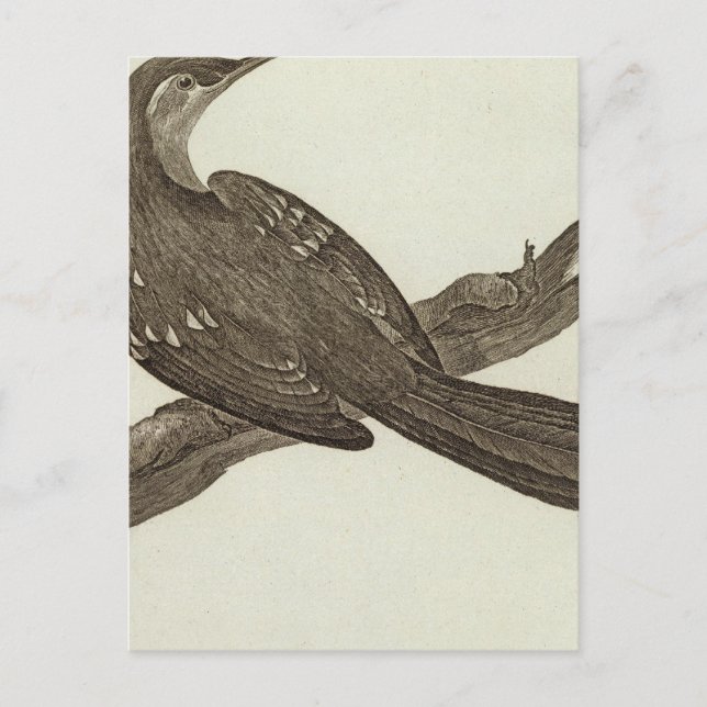 Alaska 2 postcard (Front)