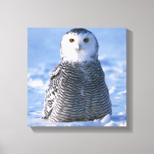 Alaska Arctic Snowy Owl Photo Designed Canvas Print (Front)
