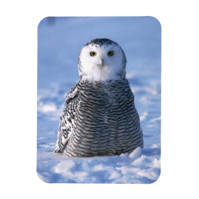 Alaska Arctic Winter Snowy Owl Designed Magnet (Vertical)
