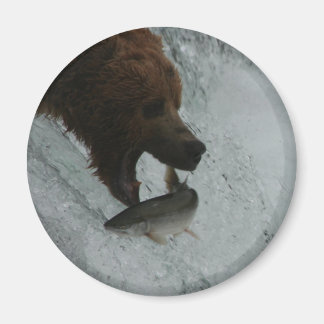 Alaska Bear catching salmon Magnet