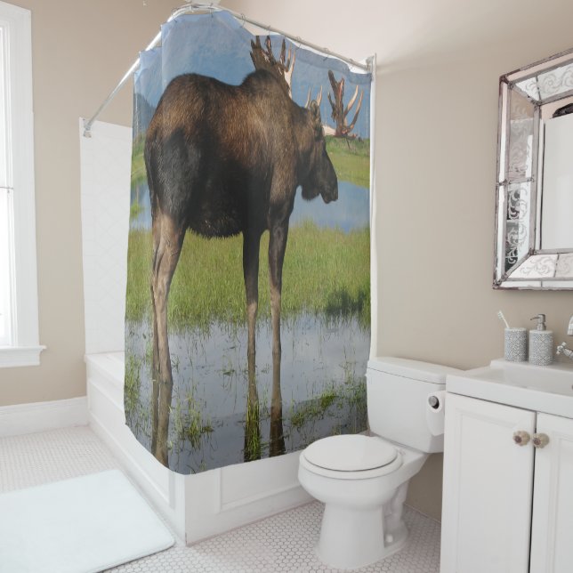 Alaska Bull Moose with Antlers Rack Outdoor Photo (In Situ)