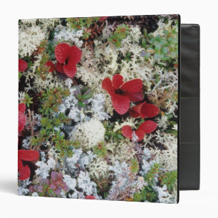 Alaska, Denali National Park, Arctic tundra is Binder