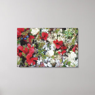 Alaska, Denali National Park, Arctic tundra is Canvas Print