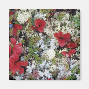 Alaska, Denali National Park, Arctic tundra is Magnet