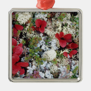 Alaska, Denali National Park, Arctic tundra is Metal Ornament