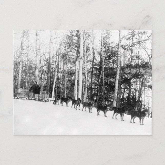 Alaska Dog Sledding Postcard (Front)