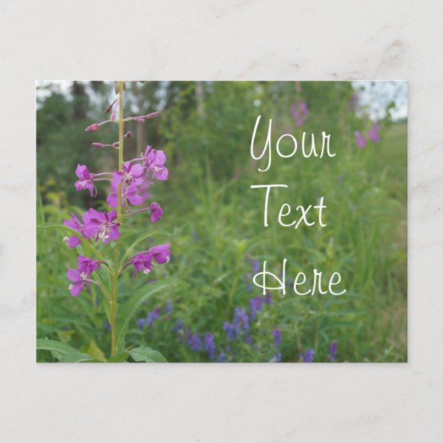 Alaska Fireweed wildflower Postcard (Front)