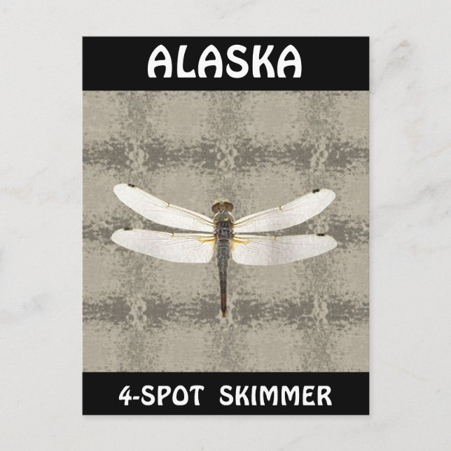 Alaska Four Spot Skimmer Dragonfly Postcard (Front)