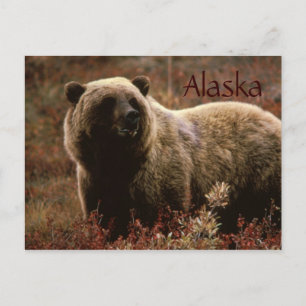 Alaska grizzly bear postcard