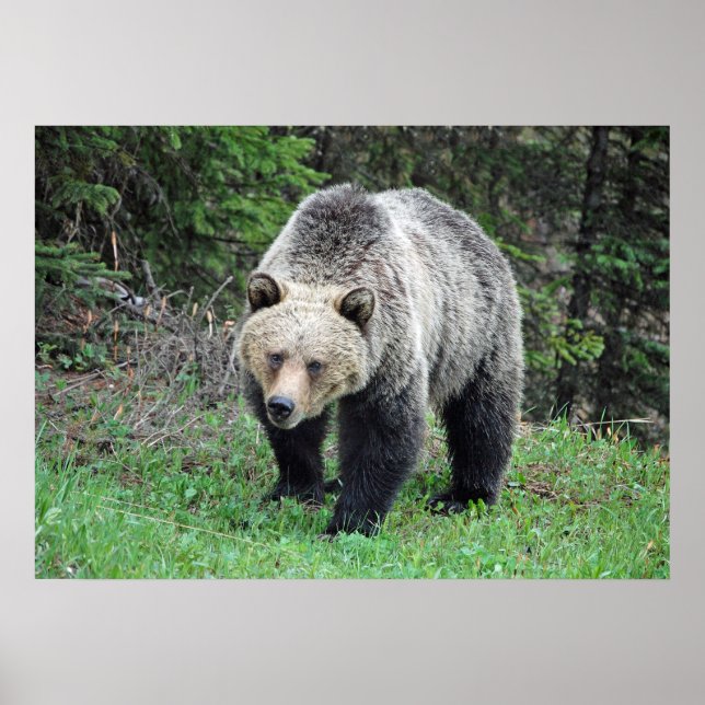 Alaska Grizzly Bear Wildlife Photo Poster (Front)