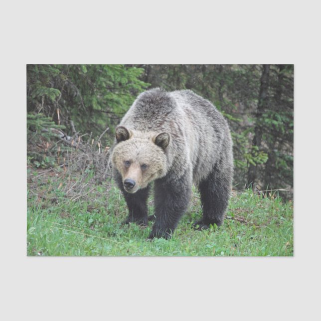 Alaska Grizzly Bear Wildlife Photo Tissue Paper (Front)