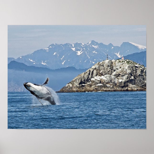 Alaska Humpback Whale Wildlife Photo Poster (Front)