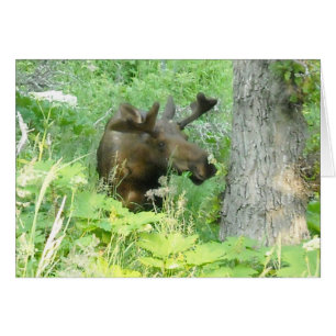 Alaska Moose