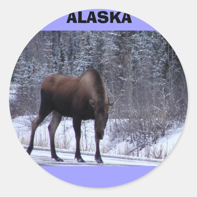 Alaska Moose Classic Round Sticker (Front)