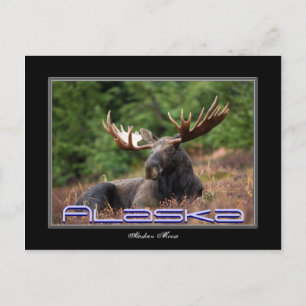 Alaska Moose Post Card