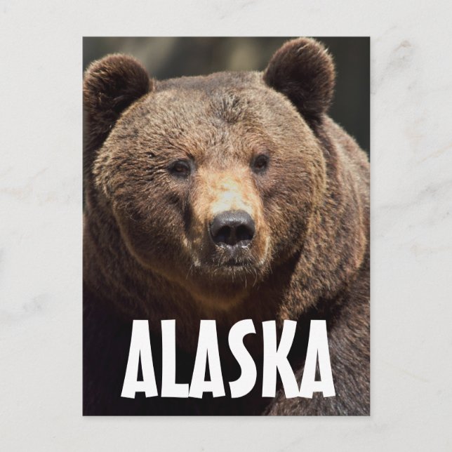 ALASKA PORTE GRIZZLY CARTES POSTALES (Devant)