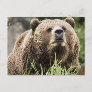 ALASKA POSTCARD