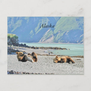Alaska postcard with grizzly bear cubs