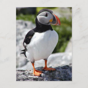 Alaska Puffins Feathered Colourful Birds Postcard