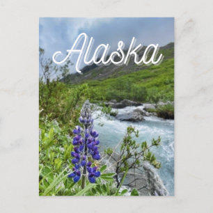 Alaska River Flower Postcard