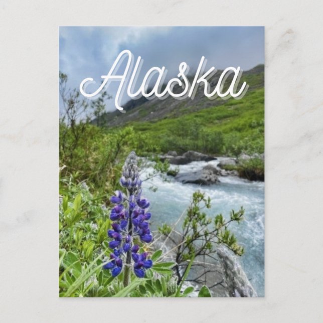 Alaska River Flower Postcard (Front)