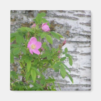 Alaska Rose #12 Magnet