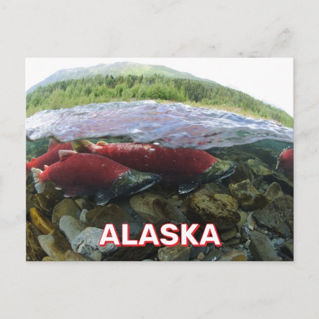 Alaska Sockeye Salmon Postcard (Front)