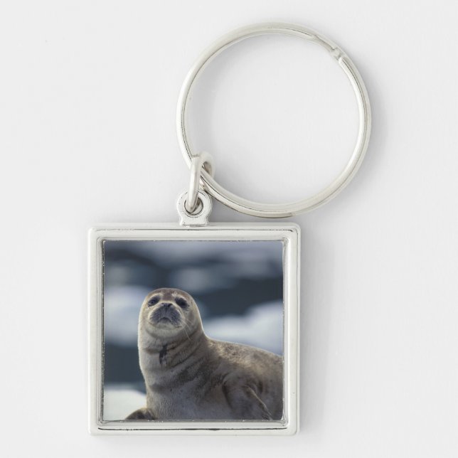 Alaska, southeast region Harbour seal on ice Keychain (Front)