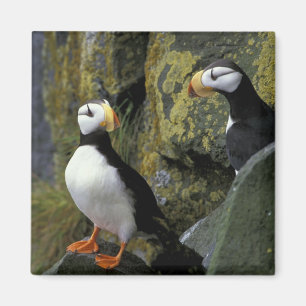 Alaska, St. Paul Island, the Pribilofs, horned Magnet