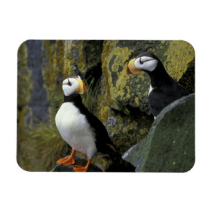 Alaska, St. Paul Island, the Pribilofs, horned Magnet