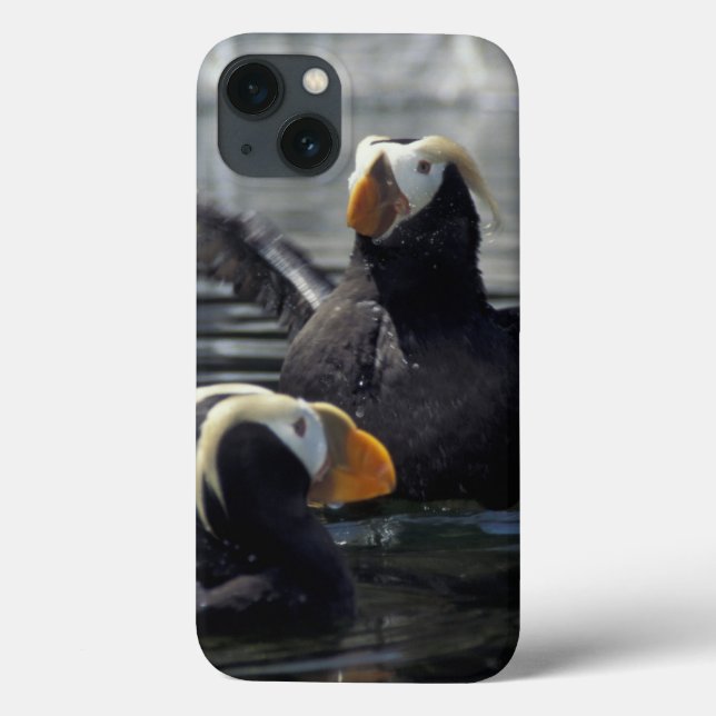 Alaska Tufted puffins Case-Mate iPhone Case (Back)