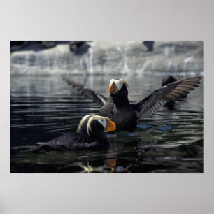 Alaska Tufted puffins Poster