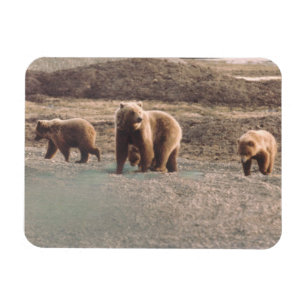 Alaska Tundra Grizzly Sow and Cubs Refrigerator Magnet