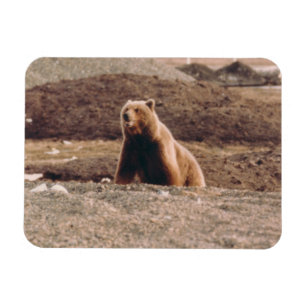 Alaska Tundra Grizzly Sow Arctic Refrigerator Magnet