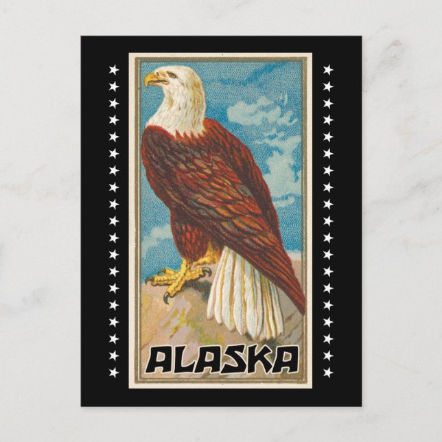 Alaska - Vintage Bald Eagle Postcard (Front)
