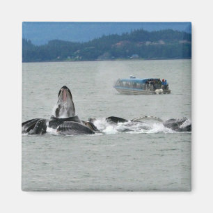 Alaska Whales Magnet
