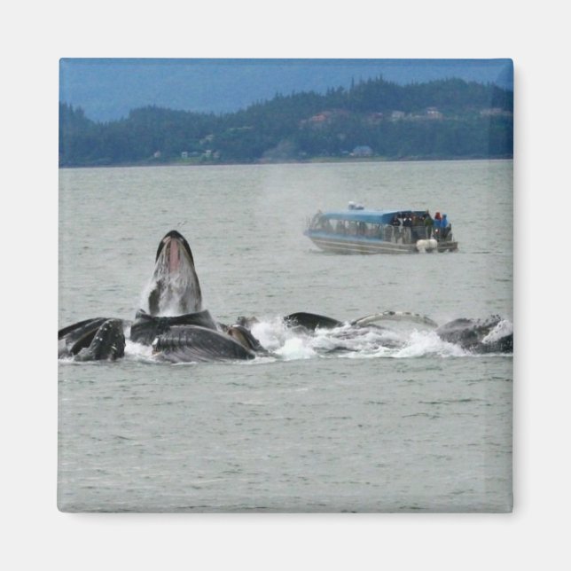 Alaska Whales Magnet (Front)