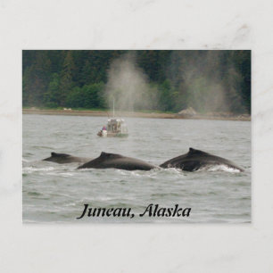 Alaska Whales Postcard
