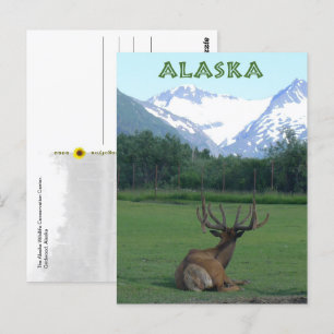 Alaska Wildlife Conservation Centre - Postcard