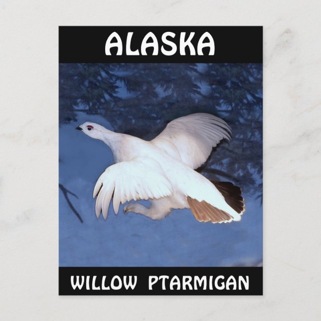 Alaska Willow Ptarmigan Postcard (Front)