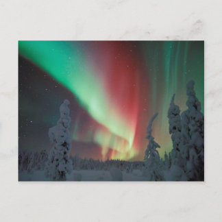 Alaskan Aurora Borealis Postcard