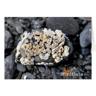 Alaskan Barnacle