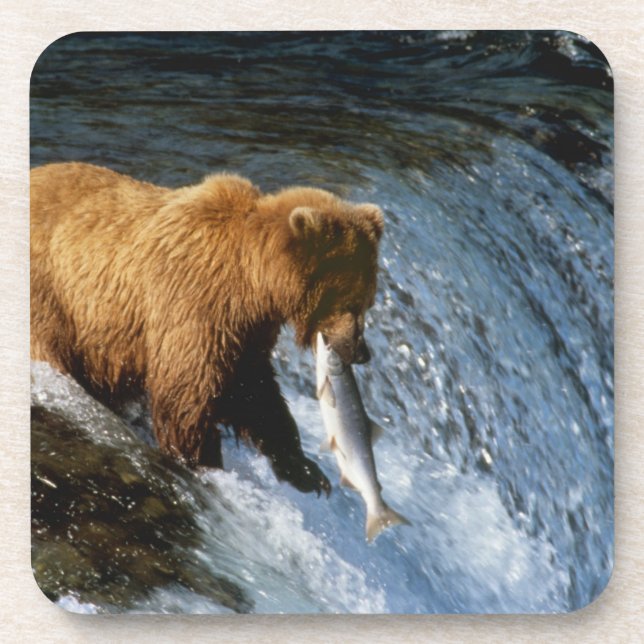 Alaskan Brown Bear Catching Salmon at Brooks Coaster (Front)