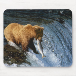 Alaskan Brown Bear Catching Salmon at Brooks Mouse Pad